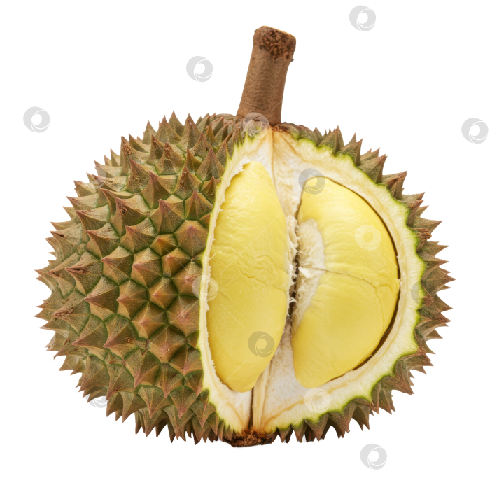 Скачать Спелый плод дуриана, разрезанный пополам, демонстрирует кремово-желтую мякоть с шипастой кожурой на прозрачном фоне. фотосток Ozero