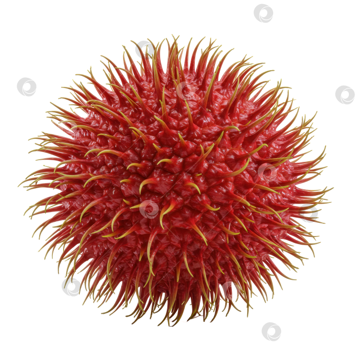 Скачать Красный экзотический фрукт с ворсистой кожурой на прозрачном фоне. Свежий рамбутан - основа здорового питания и концепция натуральных продуктов. фотосток Ozero