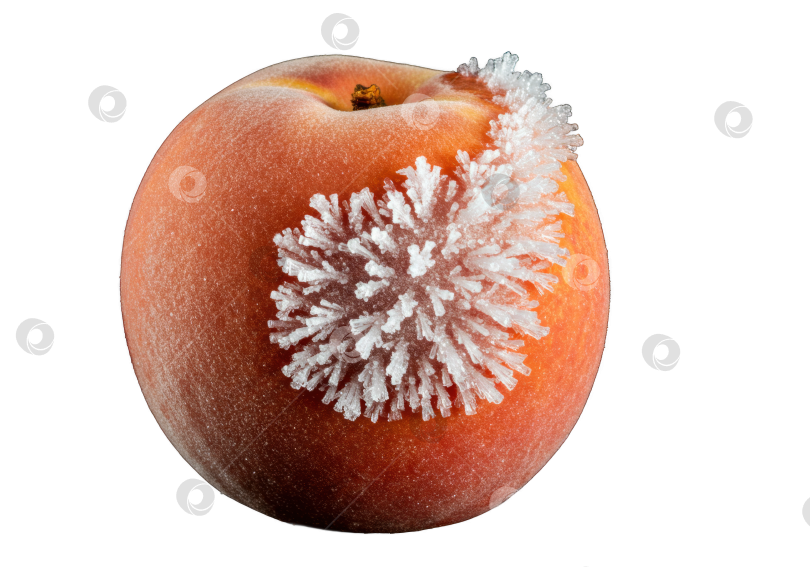 Скачать Свежемороженый персик с белыми кристаллами льда на прозрачном фоне. Холодные летние фрукты для здорового питания. фотосток Ozero