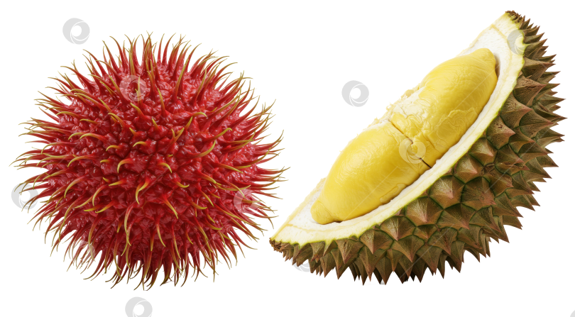 Скачать Красные плоды рамбутана и раскрытый фрукт дуриана с желтой мякотью на прозрачном фоне. фотосток Ozero