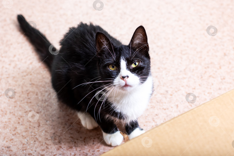 Скачать Игривый Черно-белый кот, радостно общающийся в уютной домашней обстановке фотосток Ozero