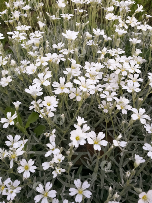 Скачать Поле белых цветов с желтыми серединками фотосток Ozero