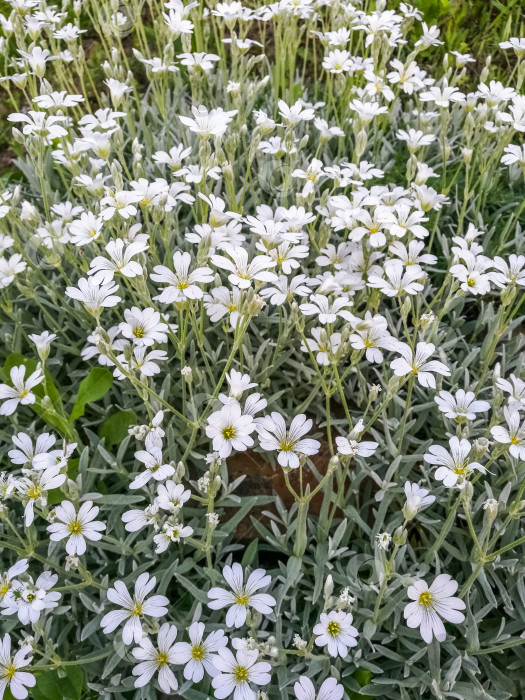 Скачать Поле белых цветов с желтыми серединками фотосток Ozero