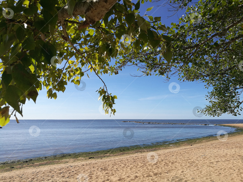 Скачать Дерево с листьями стоит на берегу океана фотосток Ozero