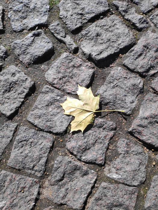 Скачать Лист лежит на булыжной мостовой фотосток Ozero
