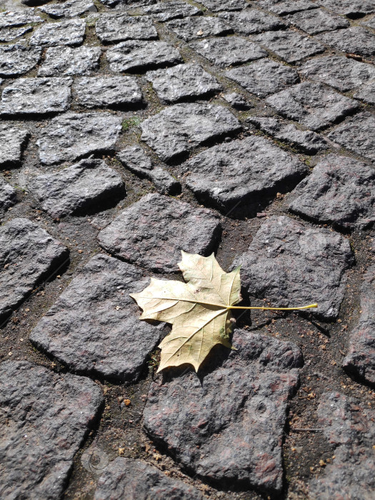 Скачать Лист лежит на вымощенном булыжником тротуаре фотосток Ozero