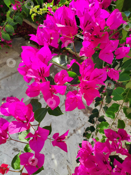 Скачать Букет розовых цветов лежит на белой поверхности фотосток Ozero