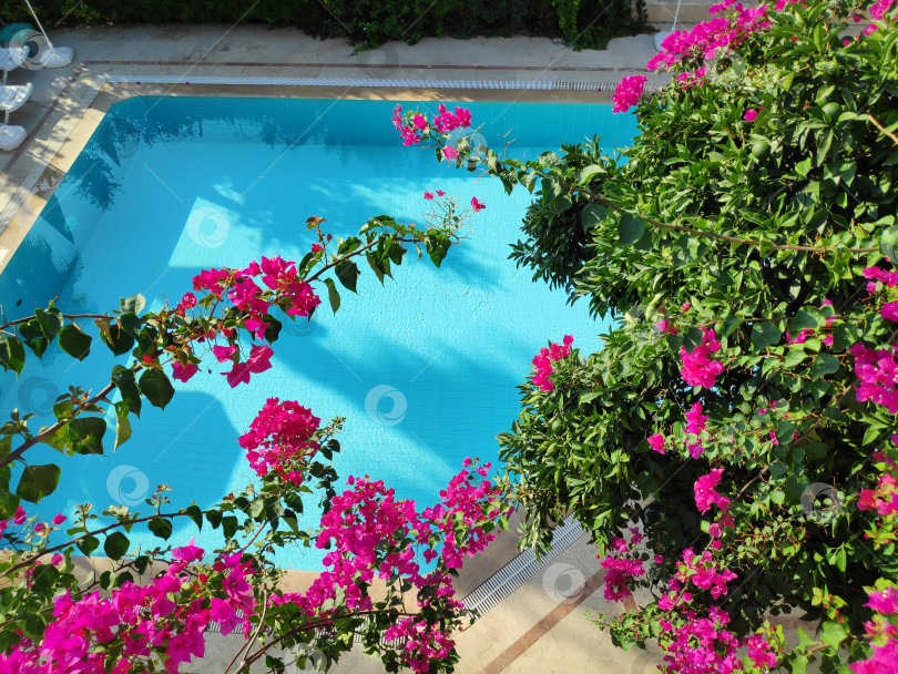 Скачать Бассейн с розовыми цветами на заднем плане фотосток Ozero