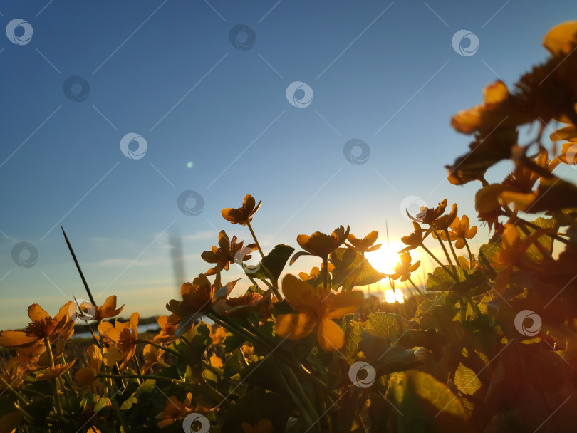 Скачать Поле желтых цветов на фоне голубого неба фотосток Ozero