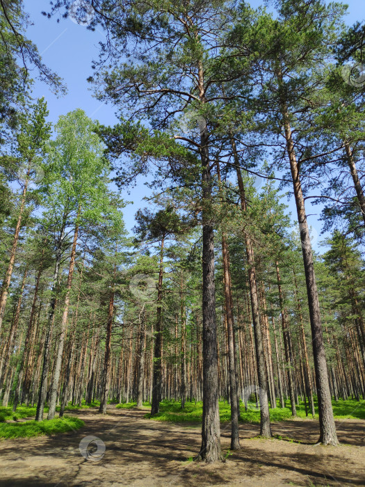 Скачать Лес с множеством деревьев и ясным голубым небом фотосток Ozero