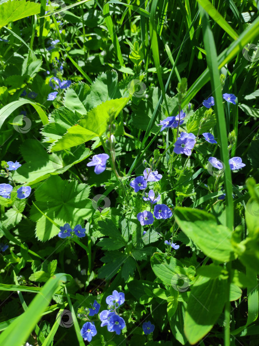 Скачать В поле растет букет синих цветов фотосток Ozero