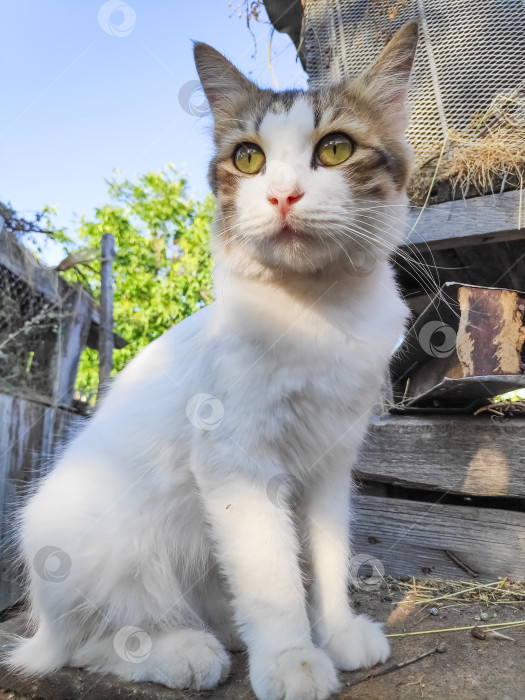 Скачать Бело-коричневая кошка сидит на деревянном заборе фотосток Ozero