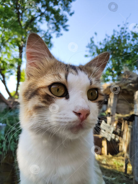 Скачать Кошка с зелеными глазами сидит перед деревянным забором фотосток Ozero