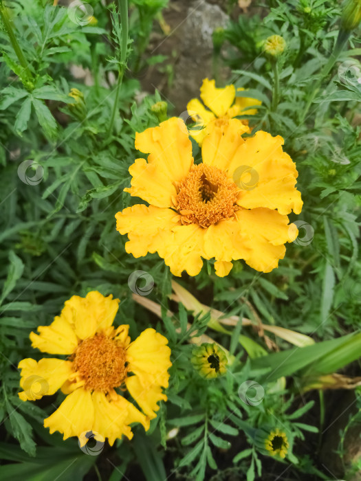 Скачать Два желтых цветка с коричневой серединкой фотосток Ozero