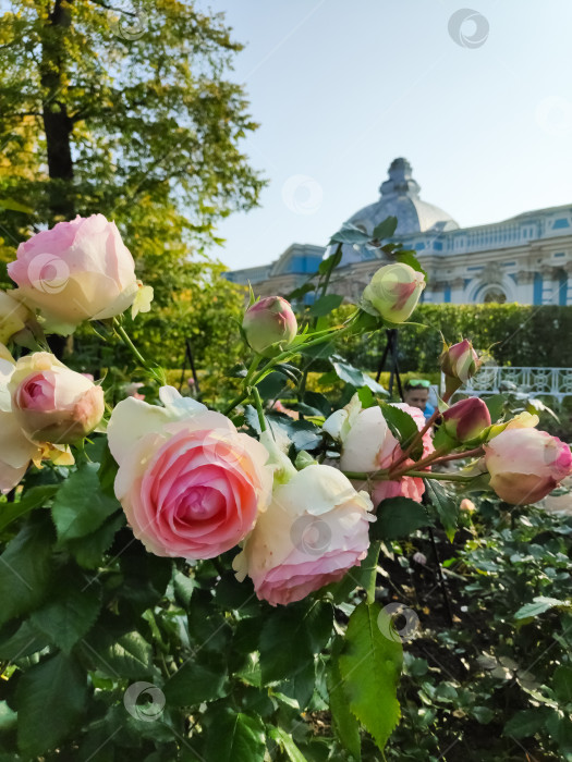 Скачать Букет розовых роз в саду фотосток Ozero