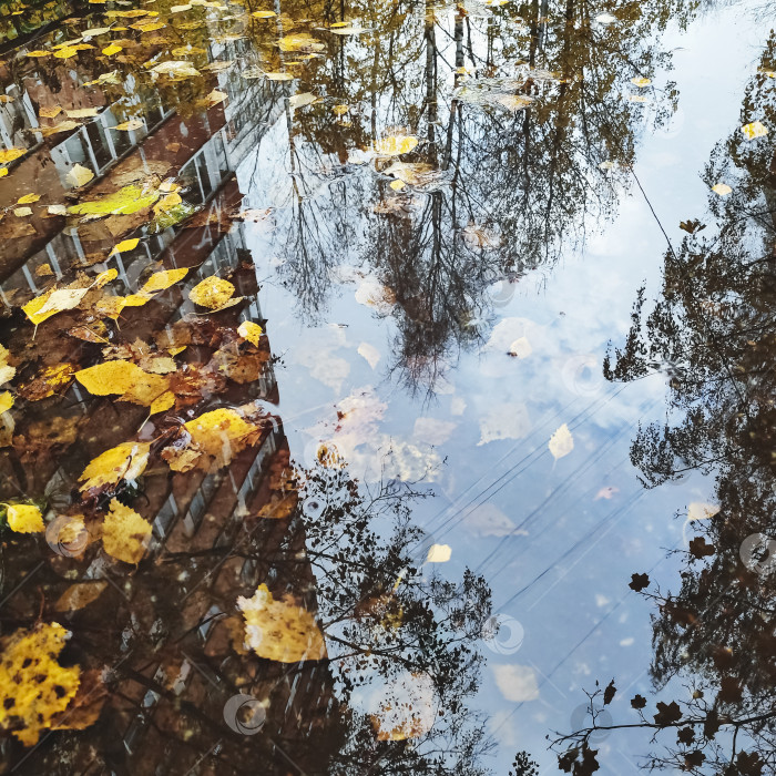 Скачать Пруд с плавающими на поверхности листьями фотосток Ozero