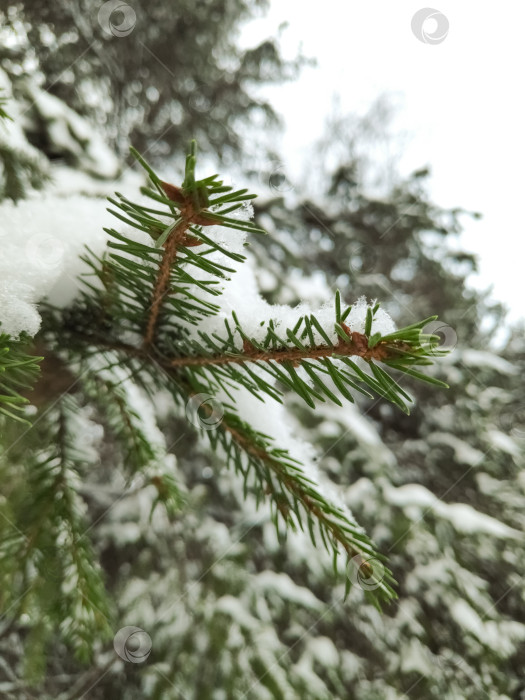 Скачать Заснеженная ветка сосны фотосток Ozero