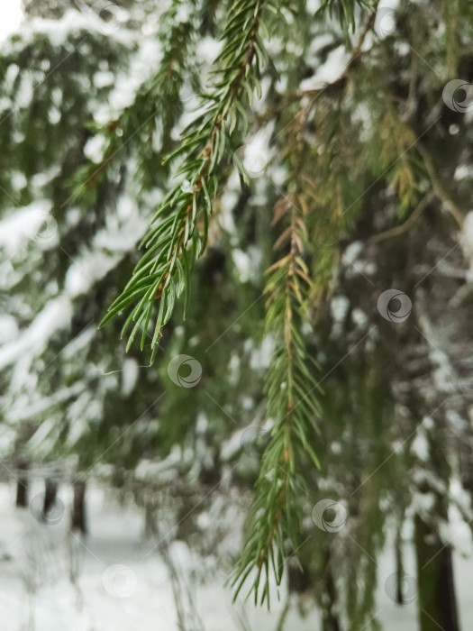 Скачать Ветка дерева, покрытая снегом фотосток Ozero