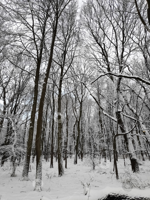Скачать Заснеженный лес с деревьями фотосток Ozero