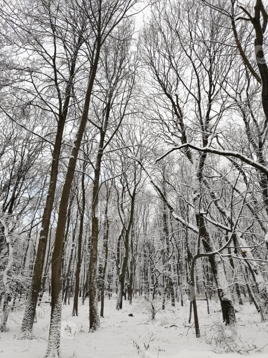 Скачать Заснеженный лес с деревьями фотосток Ozero