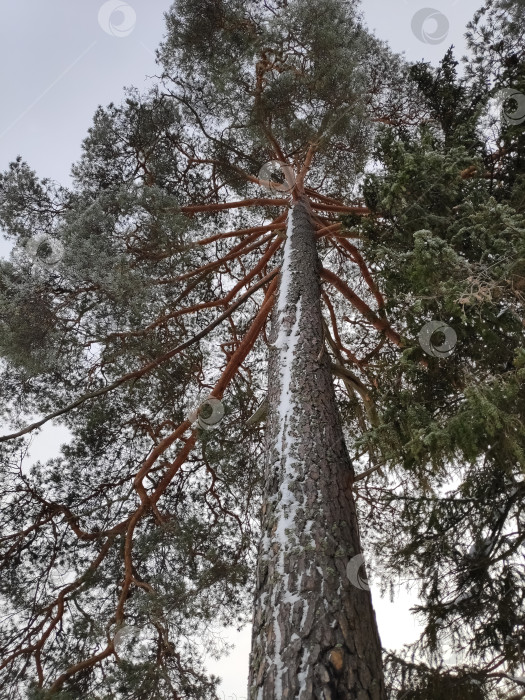 Скачать Высокая сосна с белой полосой на ней фотосток Ozero