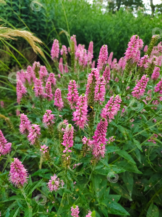 Скачать Букет розовых цветов с пчелой на одном из них фотосток Ozero