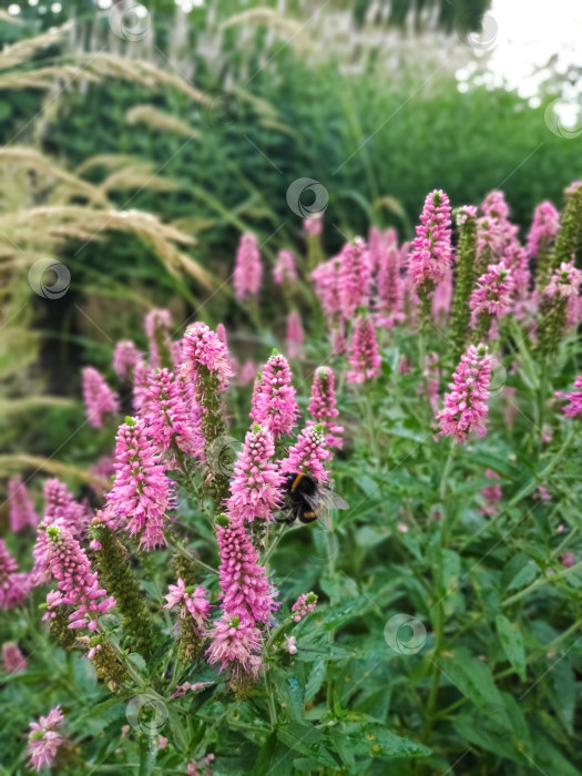 Скачать Пчела летает вокруг розового цветка фотосток Ozero