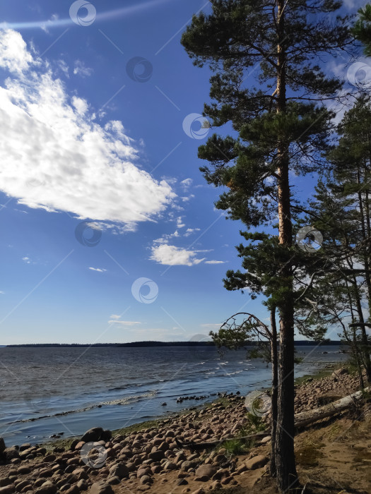 Скачать Дерево стоит перед водоемом фотосток Ozero