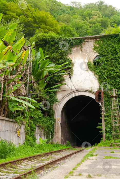 Скачать Туннель с железнодорожными путями и виноградными лозами, растущими по стенам фотосток Ozero