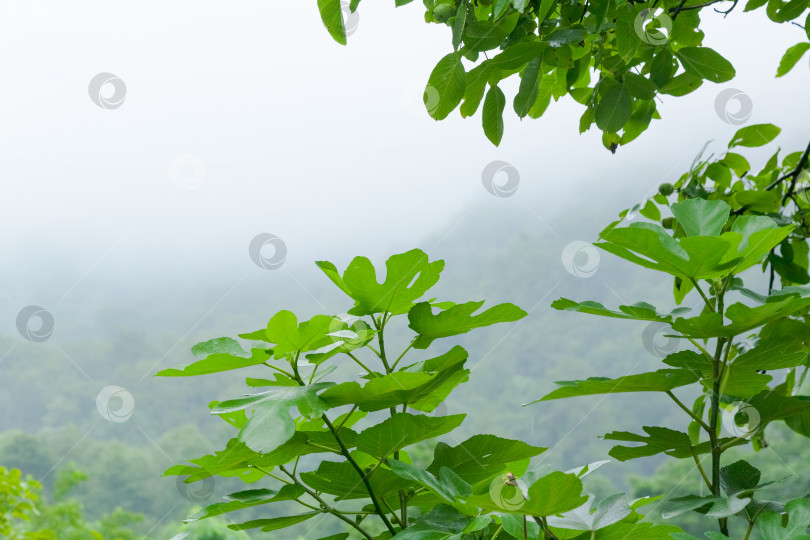 Скачать Дерево с зелеными листьями и облачным небом на заднем плане фотосток Ozero