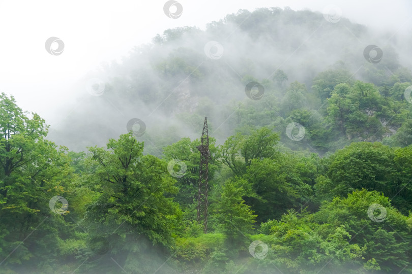 Скачать Лес с деревьями и туманным небом фотосток Ozero