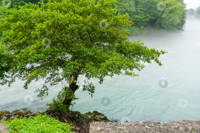 Скачать Дерево растет рядом с водоемом фотосток Ozero