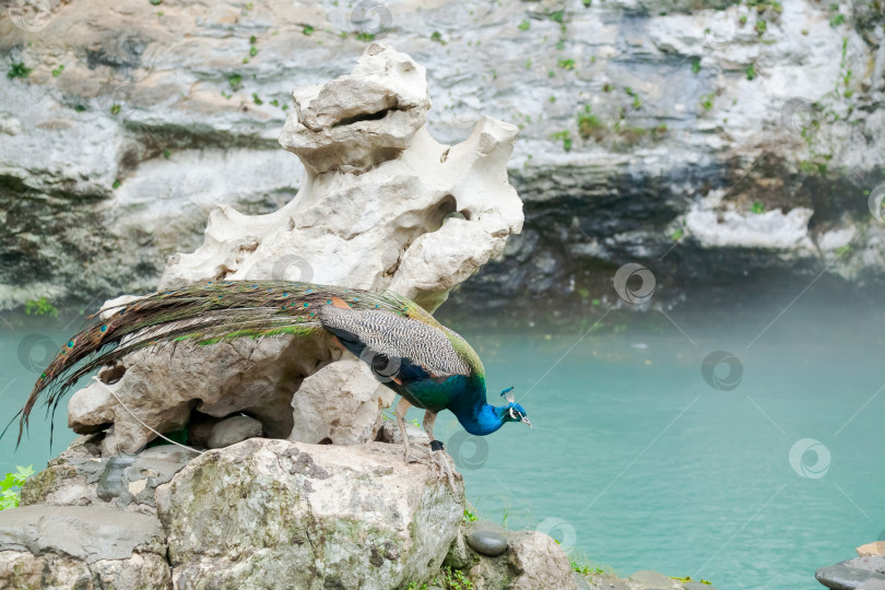 Скачать Павлин стоит на скале возле водоема фотосток Ozero