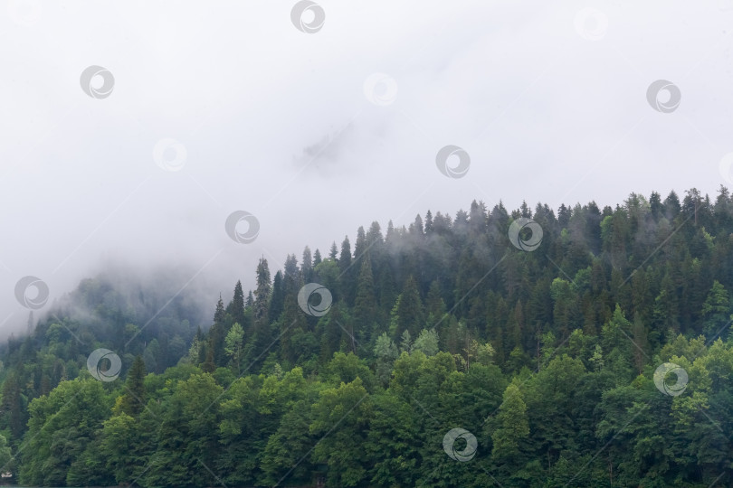 Скачать Лес с деревьями и туманным небом фотосток Ozero