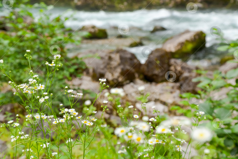 Скачать Река со скалами и полем белых цветов фотосток Ozero