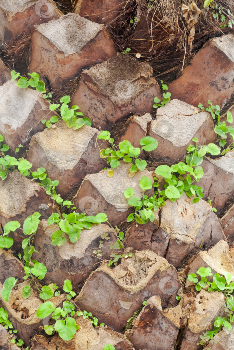 Скачать Пальма с растущими на ней зелеными листьями фотосток Ozero