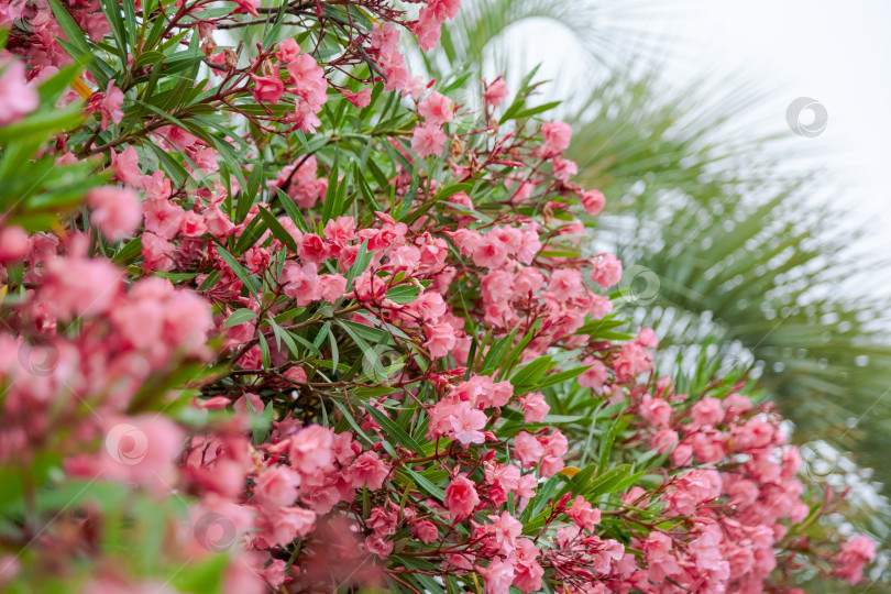 Скачать Розовые цветы на кусте фотосток Ozero