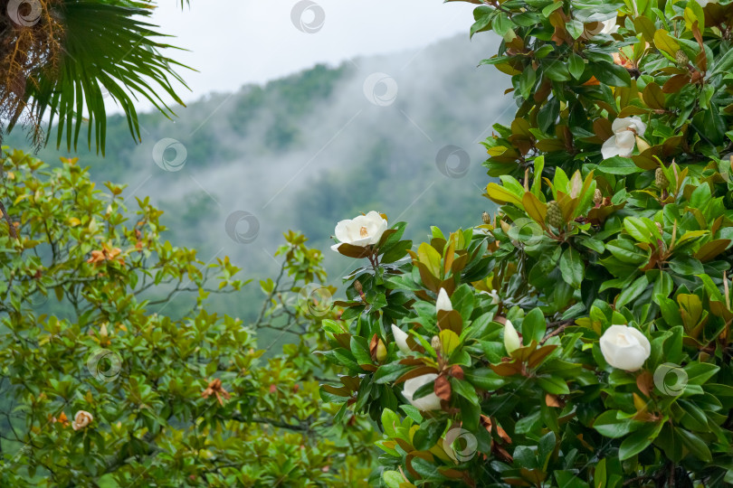 Скачать Белый цветок находится на переднем плане зеленого куста фотосток Ozero