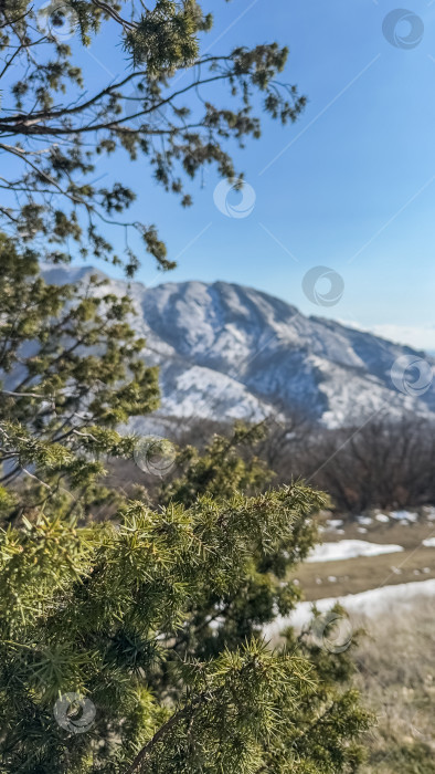 Скачать Дерево с зелеными листьями стоит на фоне горы фотосток Ozero