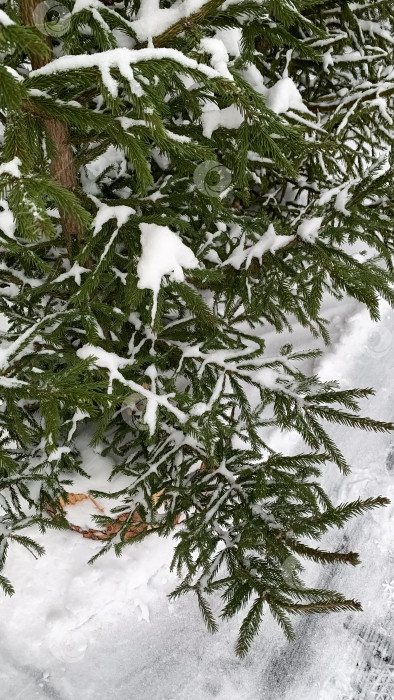 Скачать Дерево, покрытое снегом фотосток Ozero