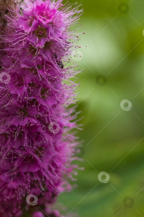 Скачать спирея фотосток Ozero