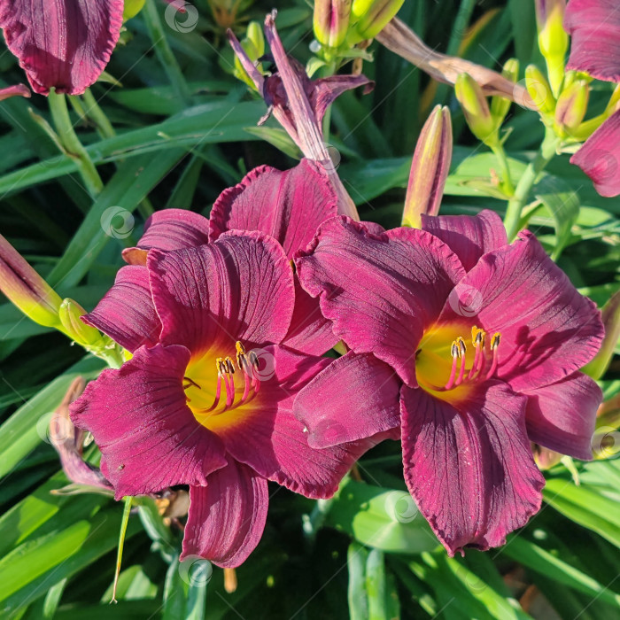 Скачать Лилии фиолетовые фотосток Ozero