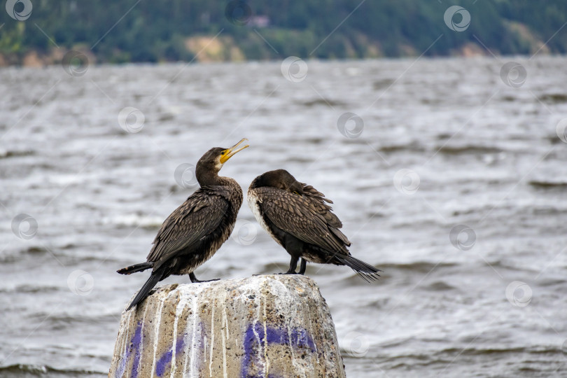 Скачать Пара птиц сидит на волнорезе на реке Кама фотосток Ozero