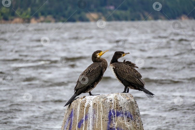 Скачать Пара птиц сидит на волнорезе на реке Кама фотосток Ozero