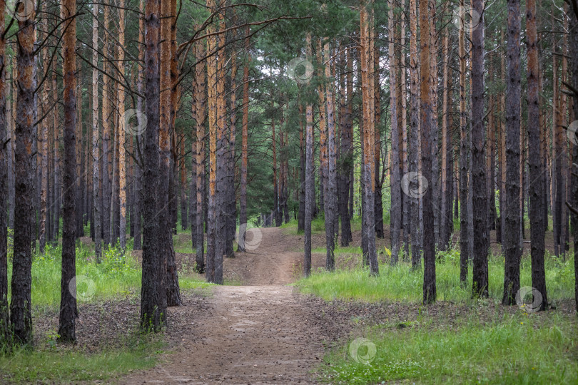 Скачать Дорожка в сосновом лесу фотосток Ozero