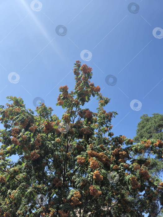 Скачать желтая рябина фотосток Ozero