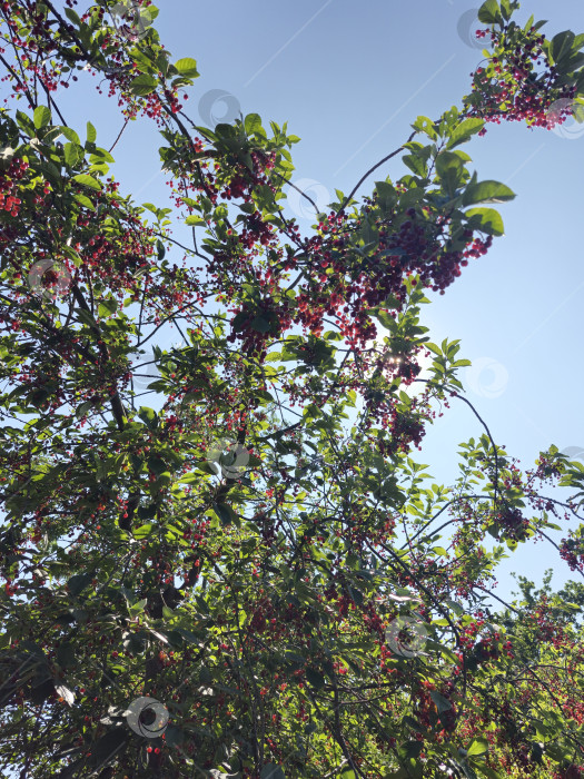 Скачать Черёмуха виргинская фотосток Ozero