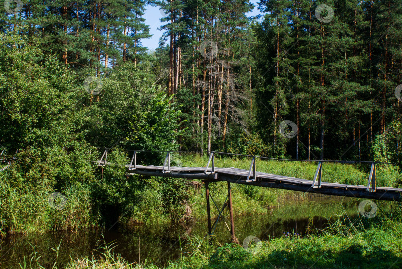 Скачать Лесная тишина фотосток Ozero