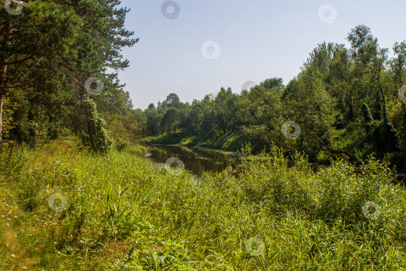 Скачать Лесная тишина фотосток Ozero