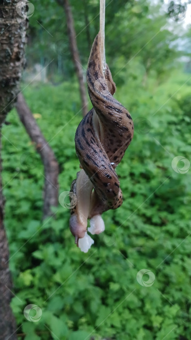 Скачать Леопардовые слизни на дереве фотосток Ozero